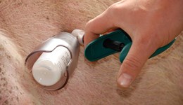 Pig health – Getting the most out of your vaccines: Somerset 